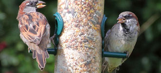 Pair of Sparrows At Far Ings Nature Reserve