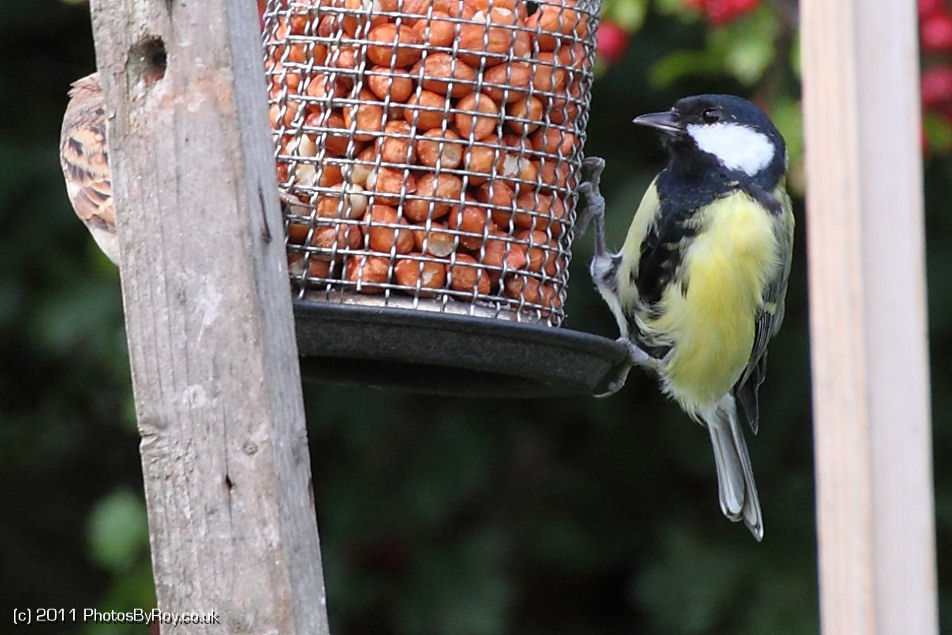 Great Tit Feeding On Peanuts At Far Ings