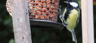 Great Tit Feeding On Peanuts At Far Ings