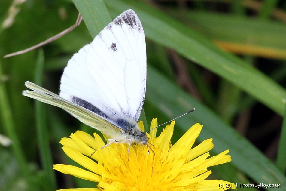 Butterfly: Large White On Yellow Flower