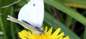 Butterfly: Large White On Yellow Flower
