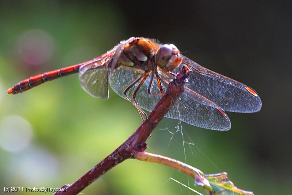 Common Darter Dragonfly On Branch At Far Ings