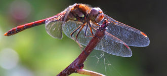 Common Darter Dragonfly On Branch At Far Ings