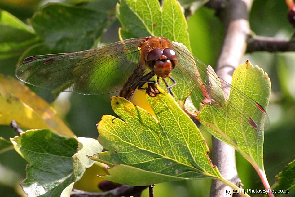 Common Darter On A Leaf At Far Ings Nature Reserve