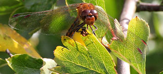 Common Darter On A Leaf At Far Ings Nature Reserve