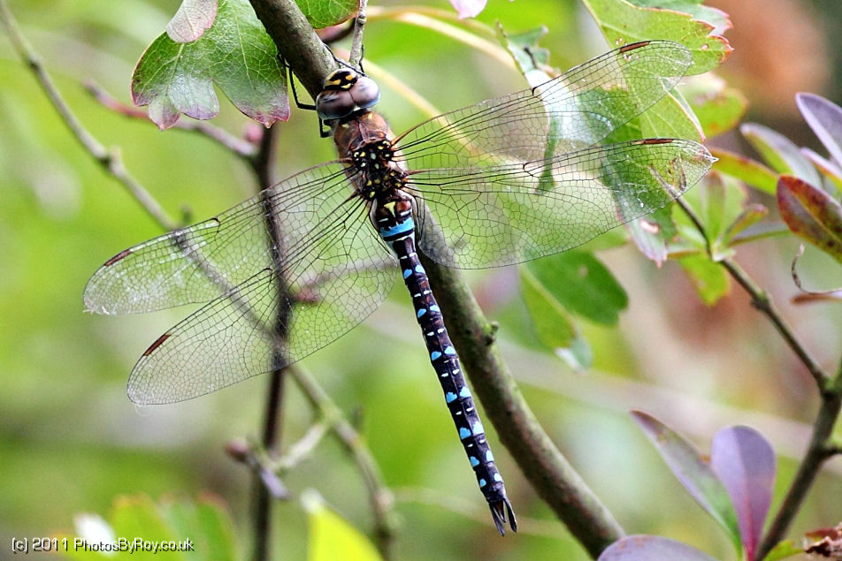 Hawker+dragonflies+uk