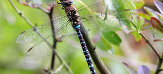 Migrant Hawker Dragonfly At Far Ings