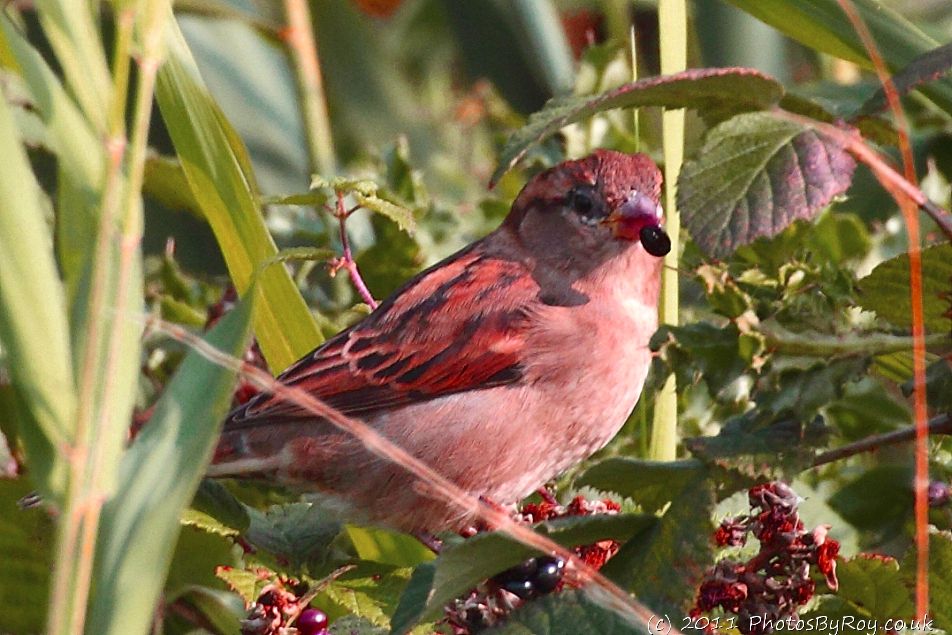 House Sparrow With Berry At Far Ings Nature Reserve