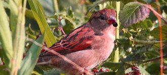 House Sparrow With Berry At Far Ings Nature Reserve
