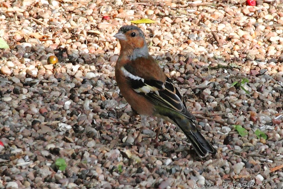 Chaffinch At Far Ings Nature Reserve