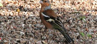 Chaffinch At Far Ings Nature Reserve