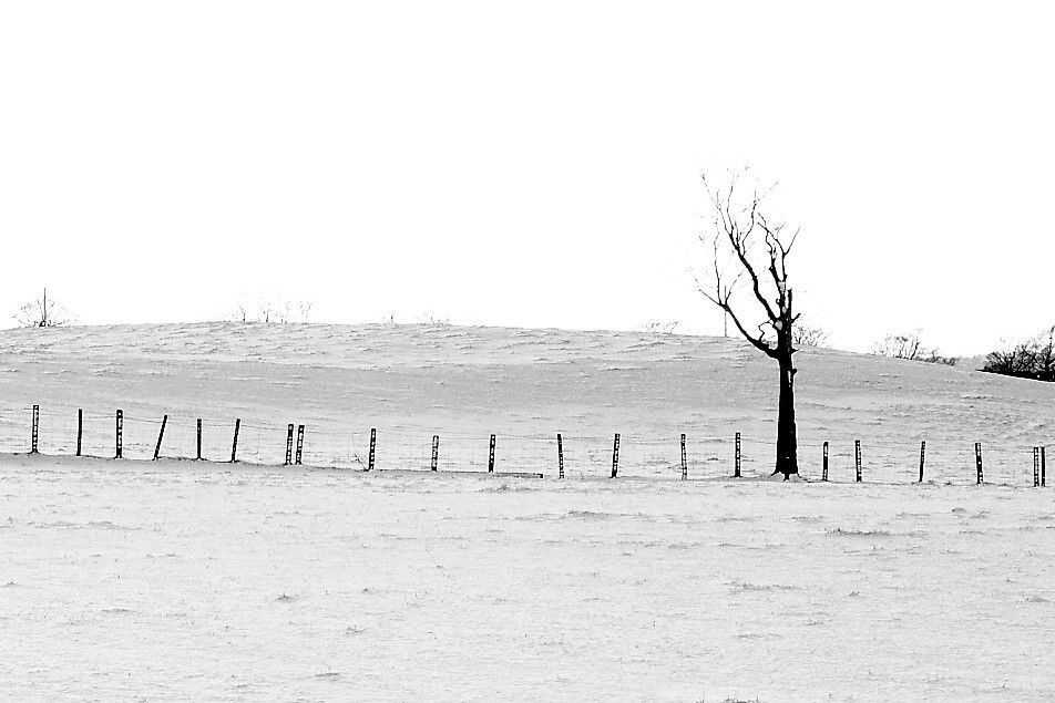 Tree In Snowy Field