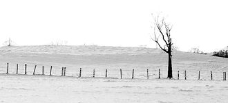 Tree In Snowy Field
