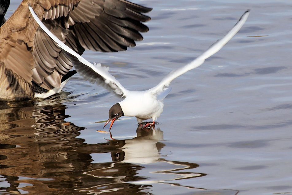 Black-Headed Gull Swooping