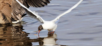 Black-Headed Gull Swooping