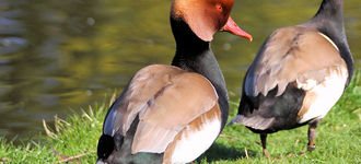 Red-Crested Pochard