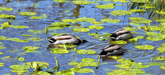 Ducks? Or Ostriches!