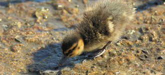 Philippine Duckling