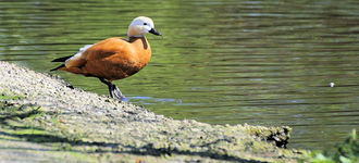 Ruddy Shelduck