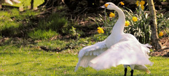 Bewick Swan In A Flap!