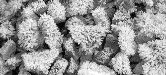 Frost On Gravel