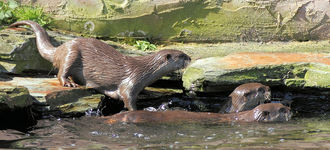 A Trio of Otters