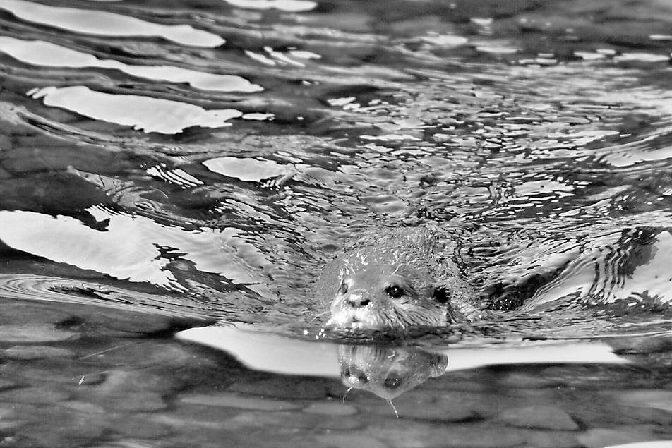 Asian Short-Clawed Otter