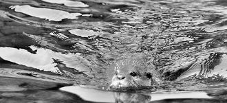 Asian Short-Clawed Otter