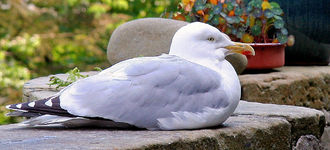 Sleepy Seagull