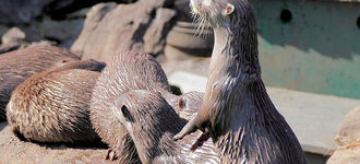 Asian Short-Clawed Otter On The Lookout!