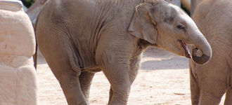 Baby Elephant at Chester Zoo