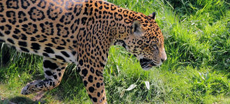 Jaguar At Chester Zoo