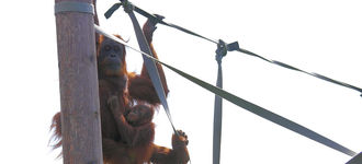 Orang-Utan at Chester Zoo