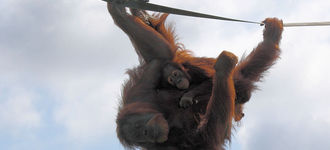 Chester Zoo: Orang-Utan and Baby