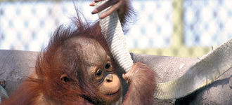 Baby Orang-Utan At Chester Zoo