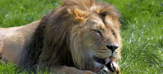 Asiatic Lion (“Iblis”) at Chester Zoo