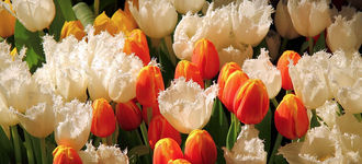 Tulips at All Saints Church, Moulton