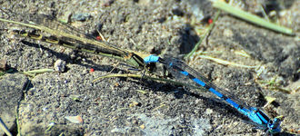 Common Blue Damselfly