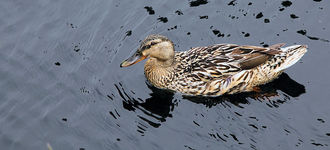 Female Mallard at Dove Stone Reservoir