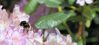Bee Collecting Pollen