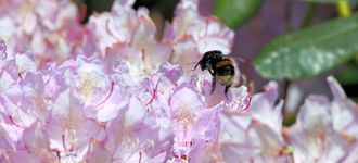 Bee Collecting Pollen (Alternative View)