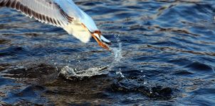 Black-headed Gull Take-off