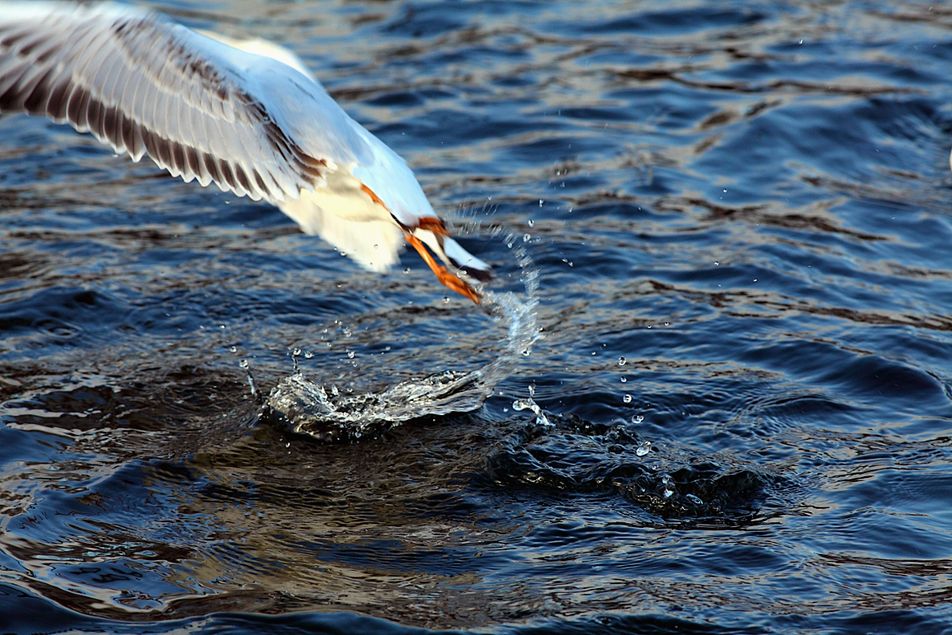 Black-headed Gull Take-off