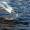 Black-headed Gull Take-off