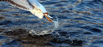 Black-headed Gull Take-off