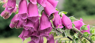 Bee Looking For Pollen In Foxglove
