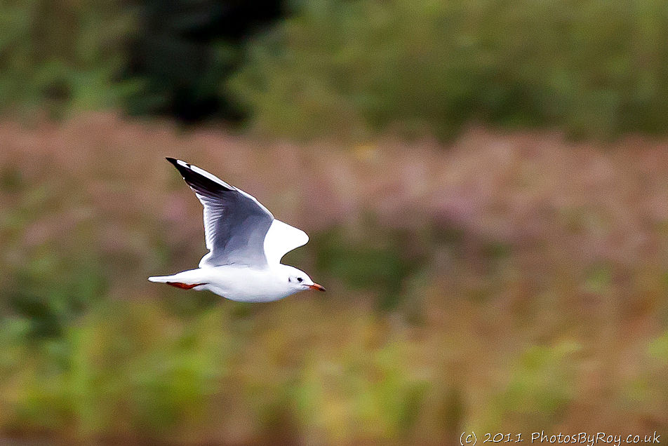 Wigan Flashes: Black-Headed Gull In Flight