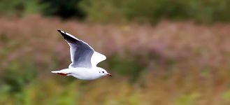 Wigan Flashes: Black-Headed Gull In Flight