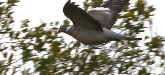 Wood Pigeon In Flight (Wigan Flashes)