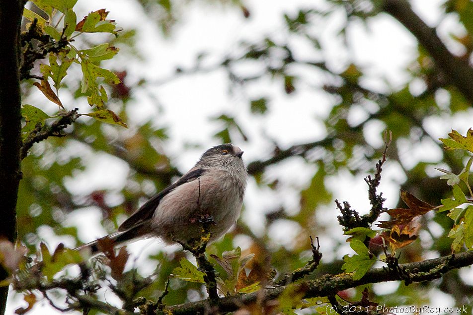 Long-Tailed Tit At Sale Water Park